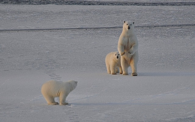 [PolarBears25.jpg]