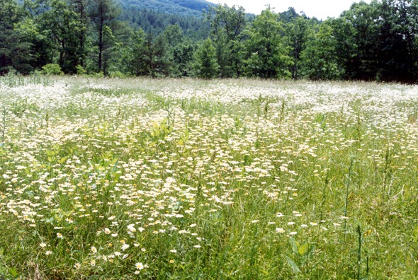 [FieldOfDaisies4.jpg]