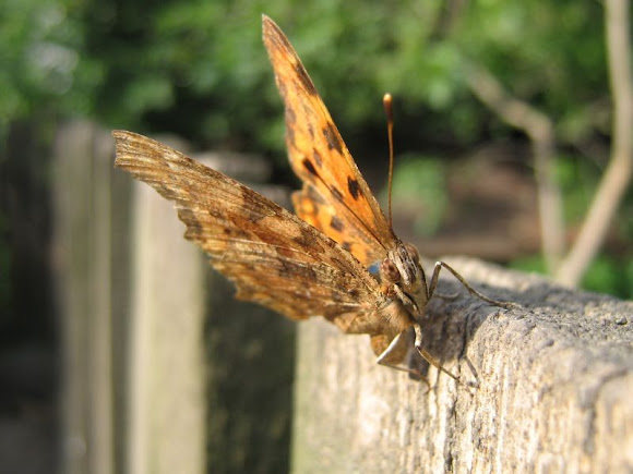 Spotting Image 1
