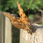 Comma
