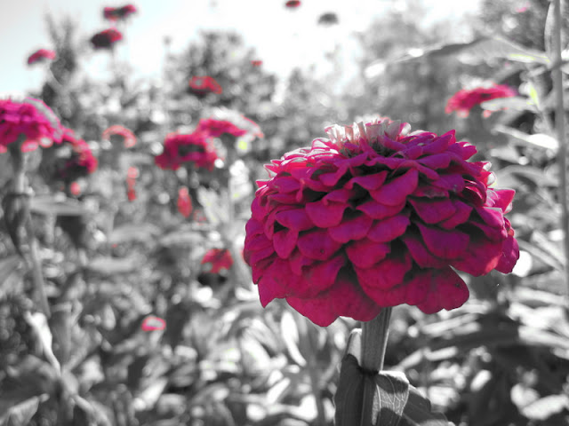 My Photo