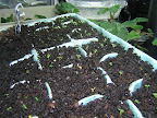 Close up of Alpine seedlings 08 Apr 2009