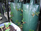 Tri-star and Eversweet in Planting Bag 08 Apr 2009