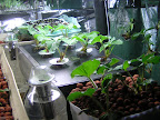 Eversweet in AG6 12 Apr 2009