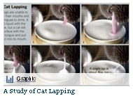 [NYT Graphic - cat lapping[5].jpg]