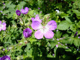 P1010087.JPG