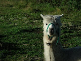 sn_10_kt (3).JPG