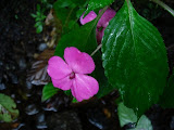 sn_17_kt (22).JPG