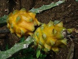 sn_18_kt (65).JPG