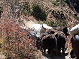 nepal_2 (499).JPG
