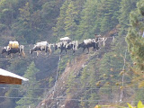 nepal_5 (295).JPG