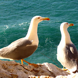 IMG_4732.jpg