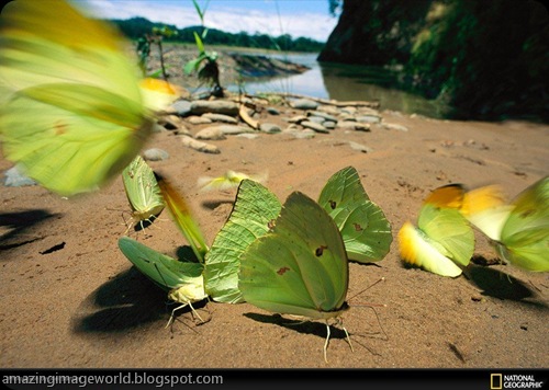 LIFE IN COLOUR GREEN
