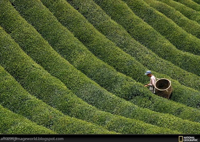 [LIFE IN COLOUR_GREE003[5].jpg]
