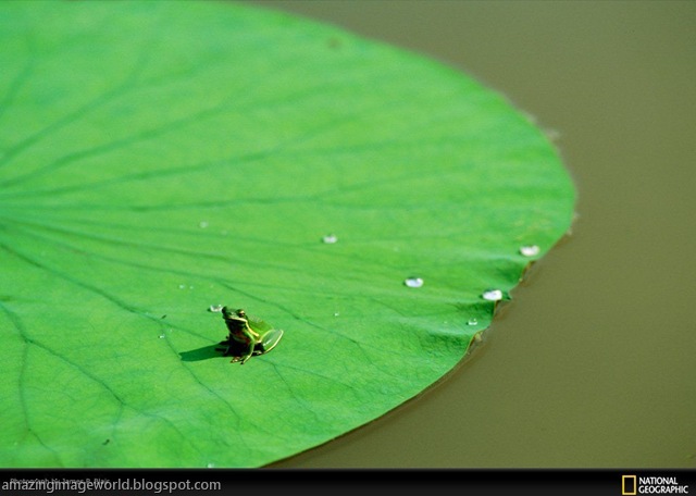 [LIFE IN COLOUR_GREE004[5].jpg]