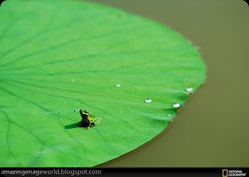 LIFE IN COLOUR GREEN