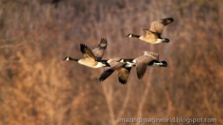 [Canadian geese001[3].jpg]