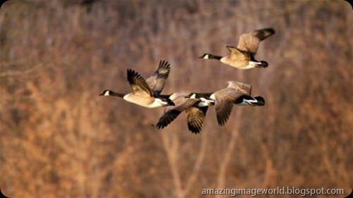 Canadian geese001