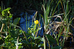 Gewone Dotterbloem