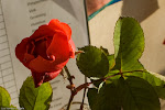 Nikon_20080103_3633.jpg