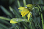 eerste bloeiende narcis ('s morgens)