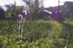 Bonte Krokus in het grasveld