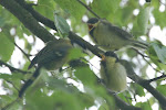 dsc_0526.jpg