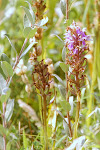 Rietorchis tussen Kleine Ratelaar en Kruipwilg