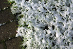 Smeltende sneeuw in het gras