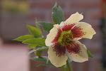 Nikon_20070217_1725.JPG