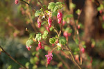 Ribes sanguineum