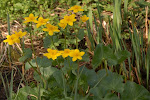 Flora rond de poel
