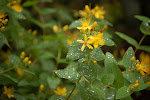 Mansbloed (Hypericum androsaemum) - tak