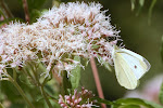 Groot koolwitje (Pieris brassicae)