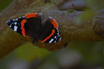 Atalanta (Vanessa atalanta)