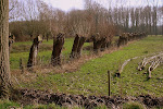 wilgenrij langs de Meersstraat in Gontrode