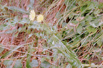 Gewone melkdistel (Sonchus oleraceus)