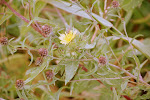 Dubbelkelk (Picris echioides)