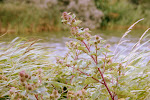 Grote Klis (Arctium lappa)