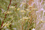 Pastinaak (Pastinaca sativa)