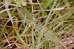 Duizendblad (Achillea millefolium)