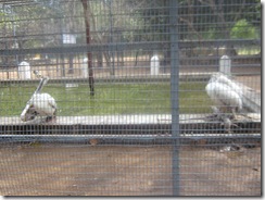 IMG_1690 IMG_1690