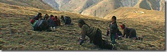 nepalsearch