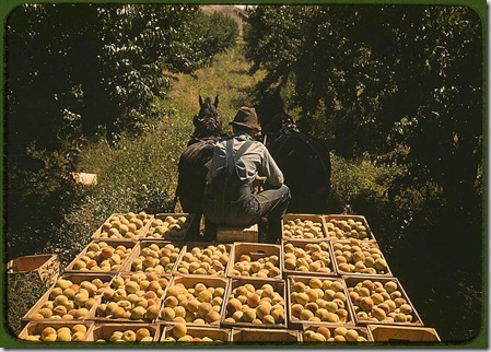 Hauling crates of peaches from the orchard to the shipping shed. Delta County, Colorado, September 1940. Reproduction from color slide. Photo by Russell Lee. Prints and Photographs Division, Library of Congress