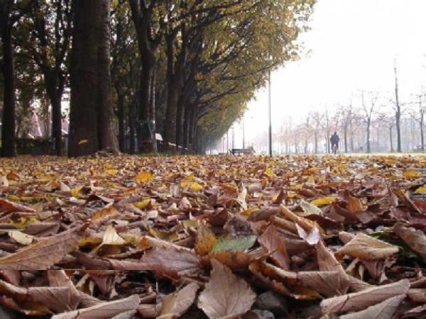 [foglie morte...e la natura riprende il suo ciclo[3].jpg]