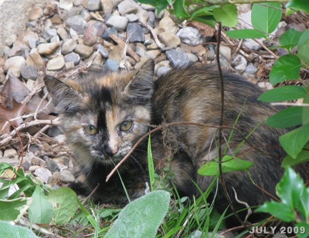 [kitty cat and bird food 019[10].jpg]