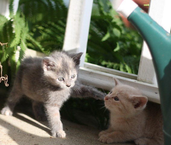 [evanleavingforcaliforniaandkttens854.jpg]