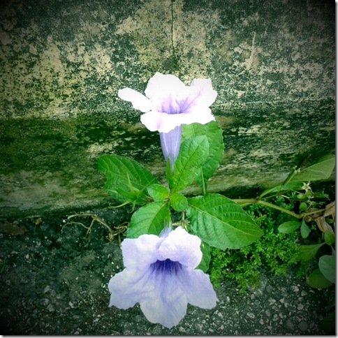 shot_1304928513474