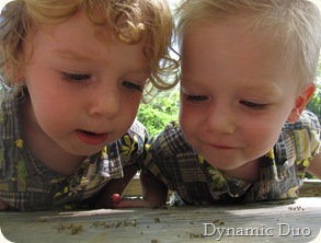 bug watchers (2)