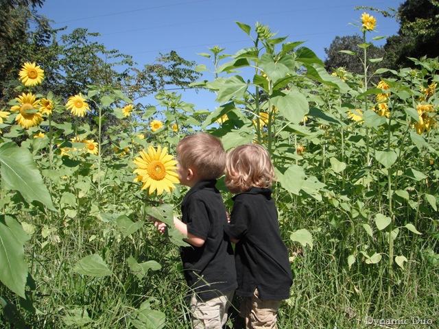 [sunflower love from the boys, too! (3)[2].jpg]